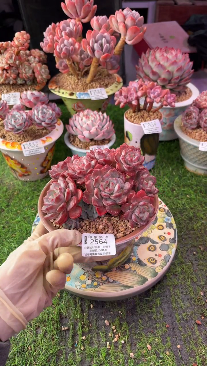 昆明印象多肉2564