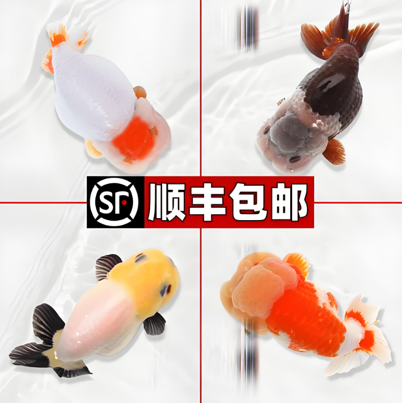 小凯家兰寿金鱼冷水鱼好养耐活混搭发货