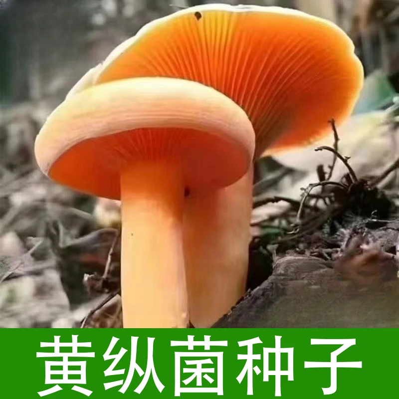 乌纵菌黄枞菌种子包人室外室内种植可食用蘑菇四季松树菌野生