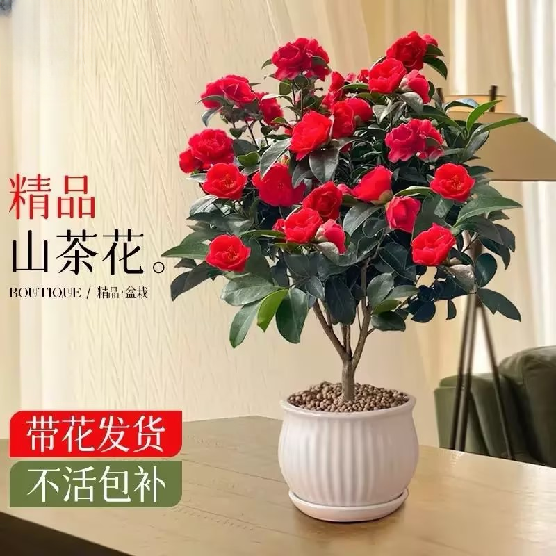 【五色赤丹茶花】春节年宵花带花苞花卉植物盆栽室内好养四季开花