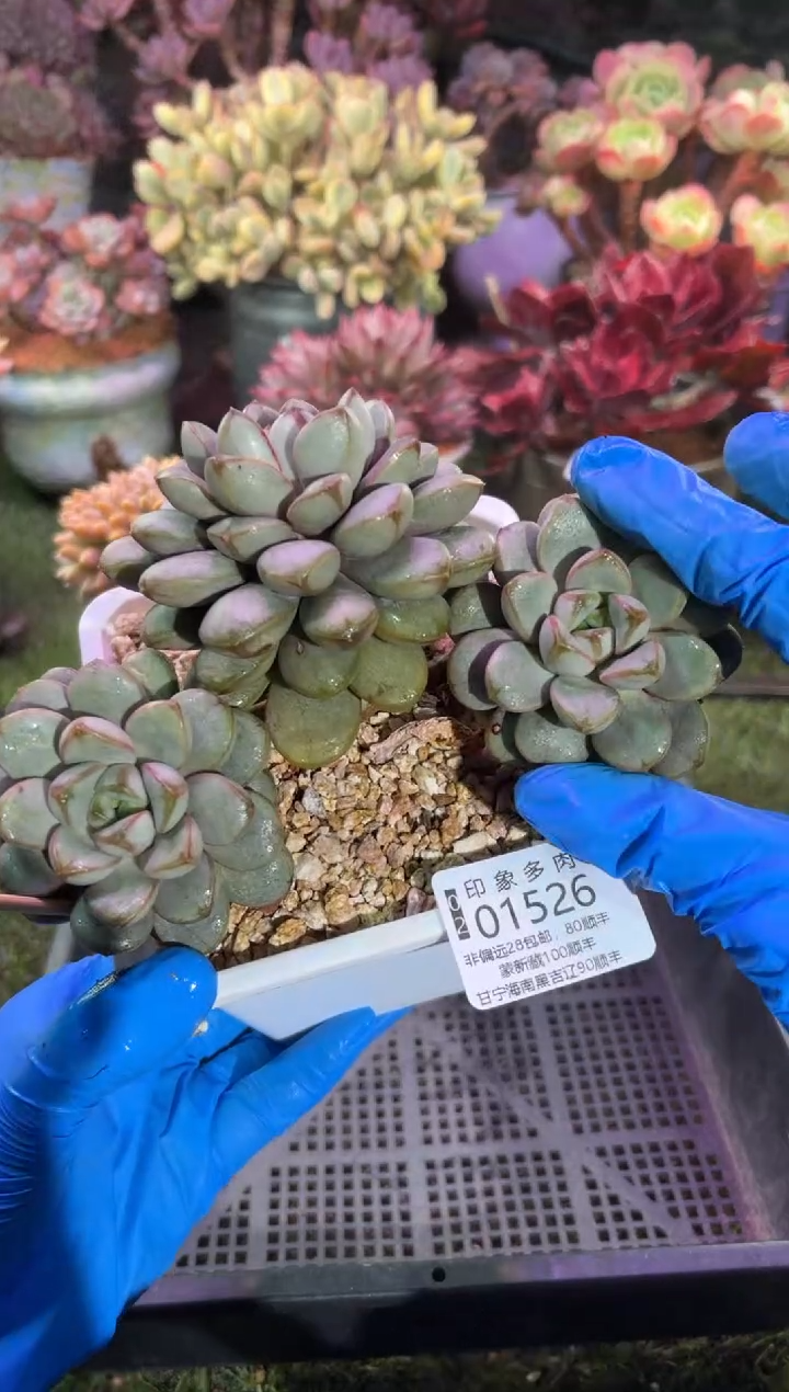 【闪购商品】01526