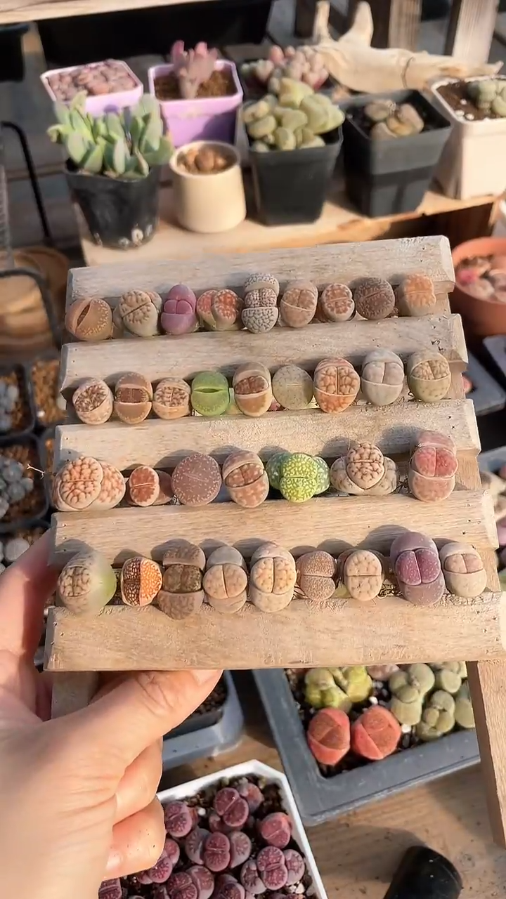 【闪购商品】9569直播一物一拍