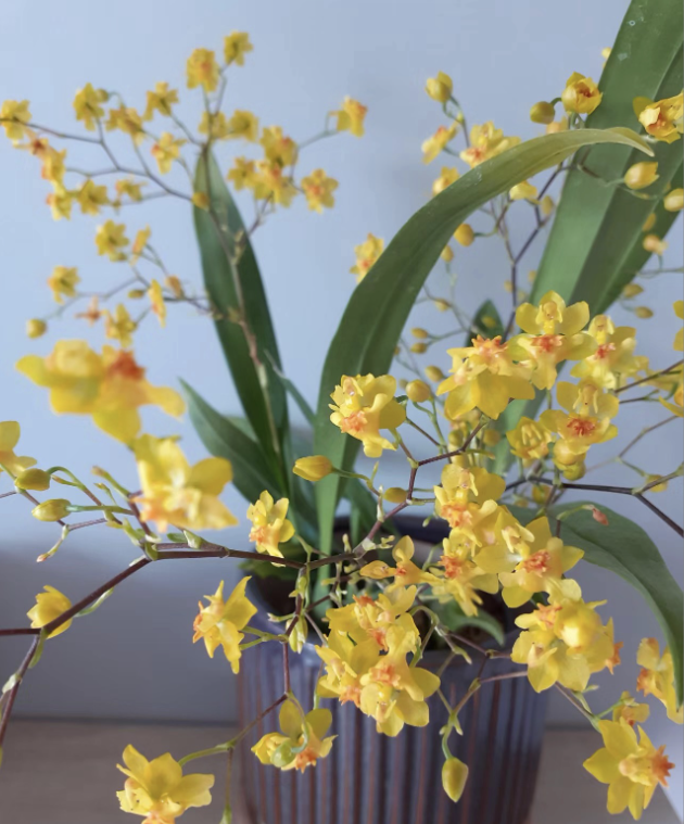 梦香兰黄色（130盆 20枝起) 精品兰花绿植盆栽 零下4度冻坏不售后