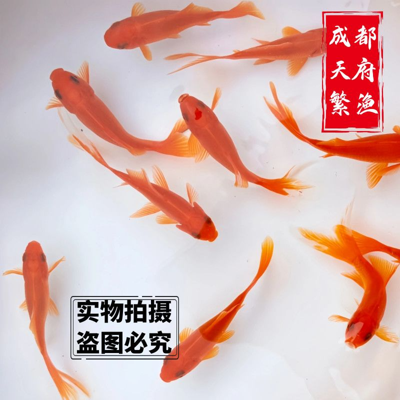 好养耐活的红草金鱼冷水观赏鱼适合新手