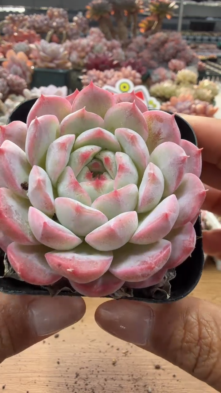 东云多肉园二店-91