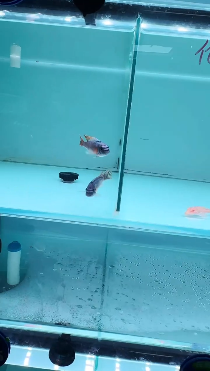 慈鲷鱼卡塔乐小丑7-9cm一条