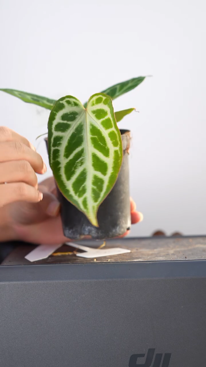 完全开放银腮杂银王15