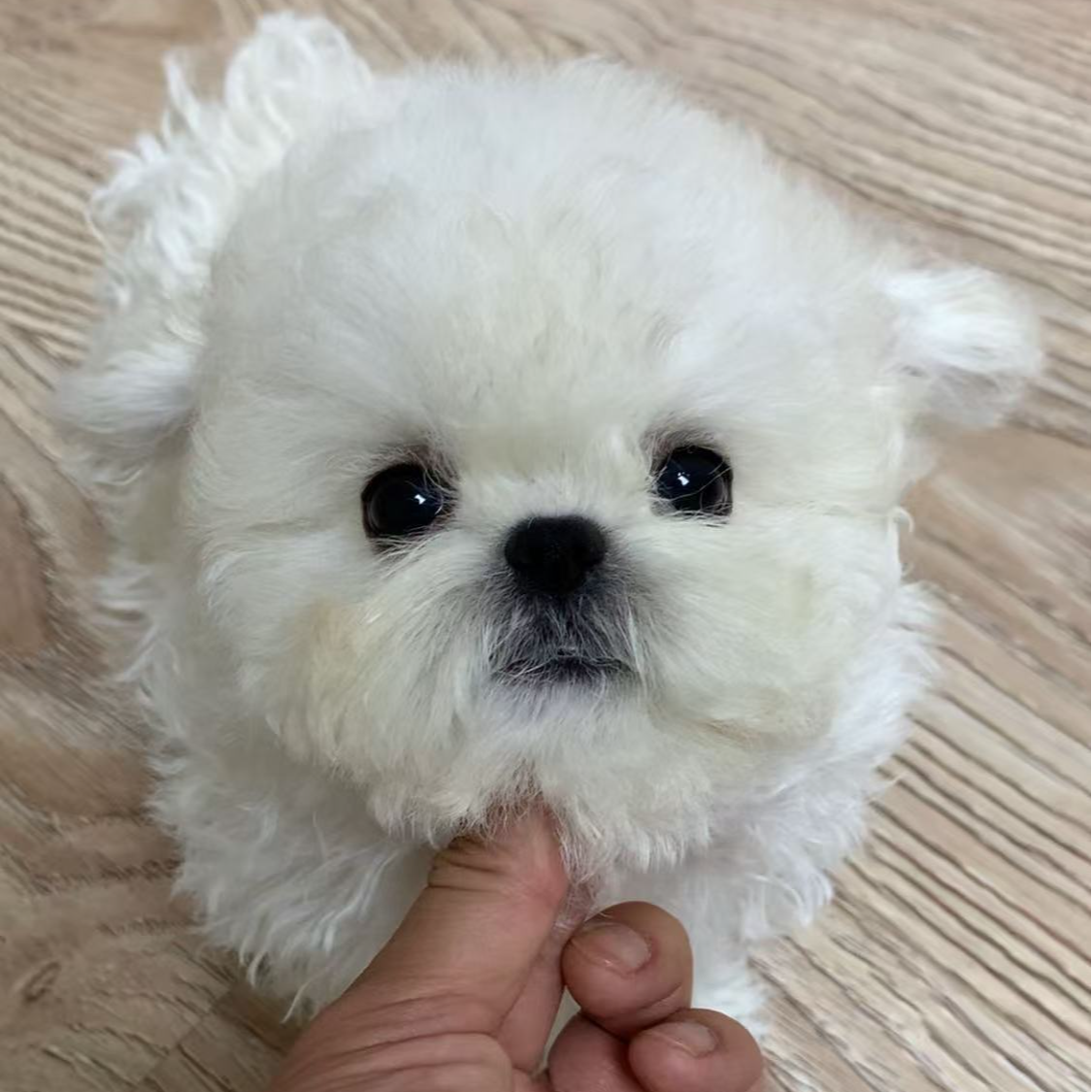 【熊小熊是比熊】精品比熊专用链接