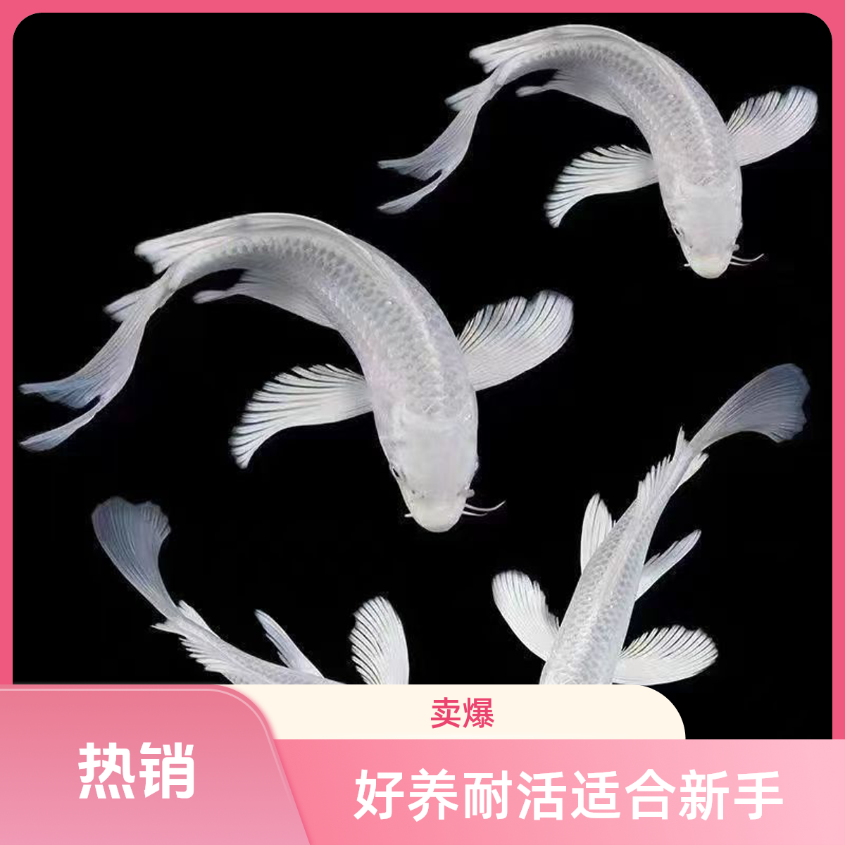 锦鲤草金蝴蝶鲤包邮（收到一定要拍开箱视频）