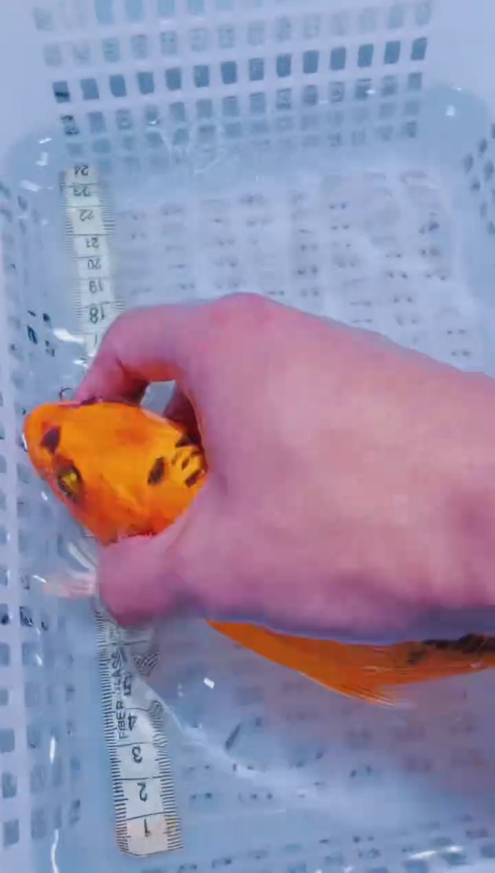 锦鲤血统锦鲤全场包邮104