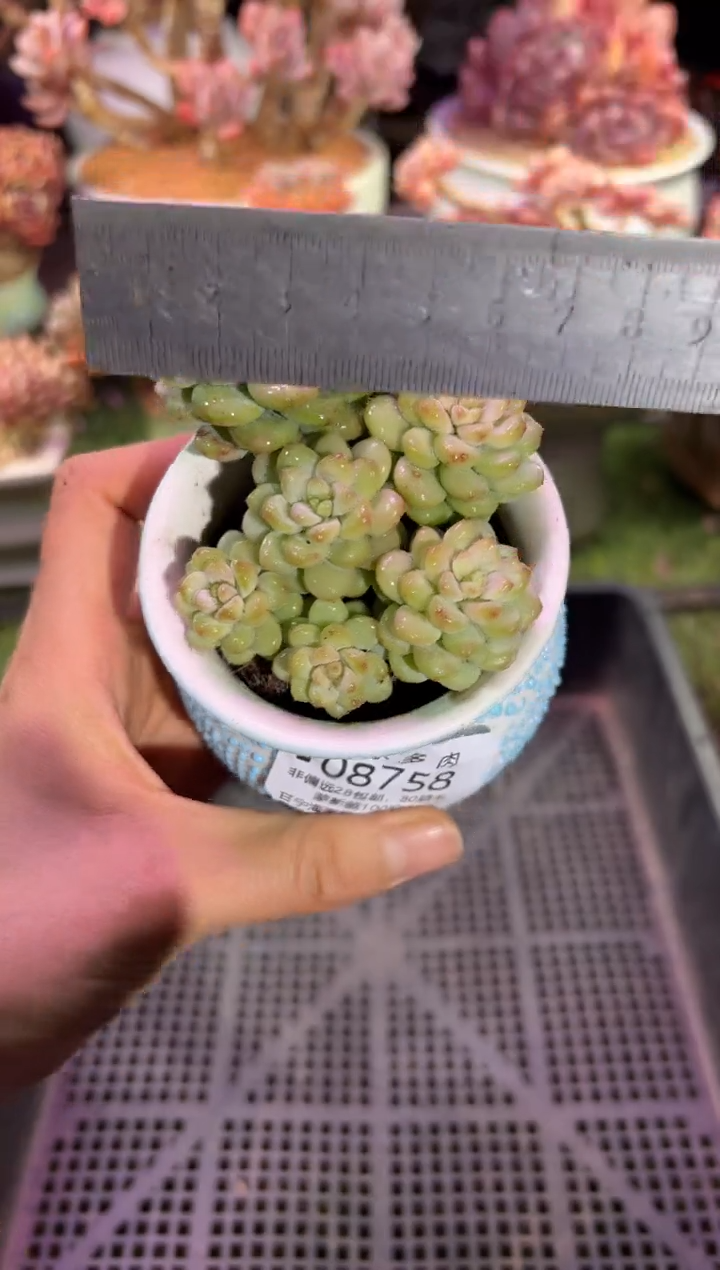 【闪购商品】08758脱土带盆
