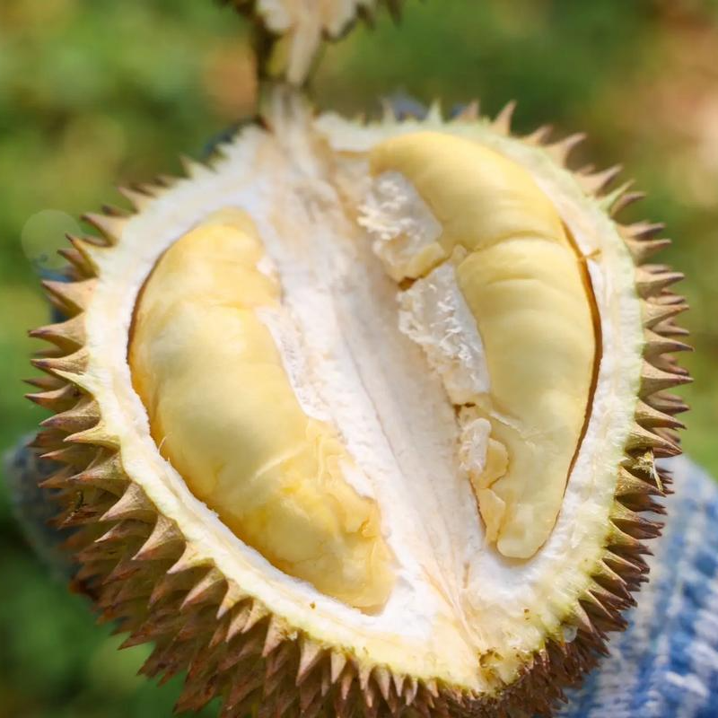 《直播专属》马来西亚江海新鲜榴莲肉厚核小高山老树成熟掉落空运3斤左右榴莲榴莲同城送江海马来西亚