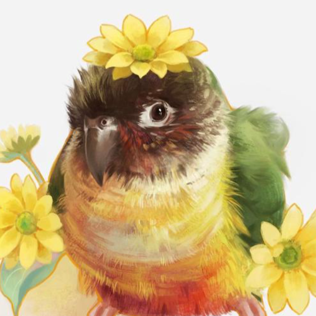 手养亲人鹦鹉活体雏鸟养殖场直发