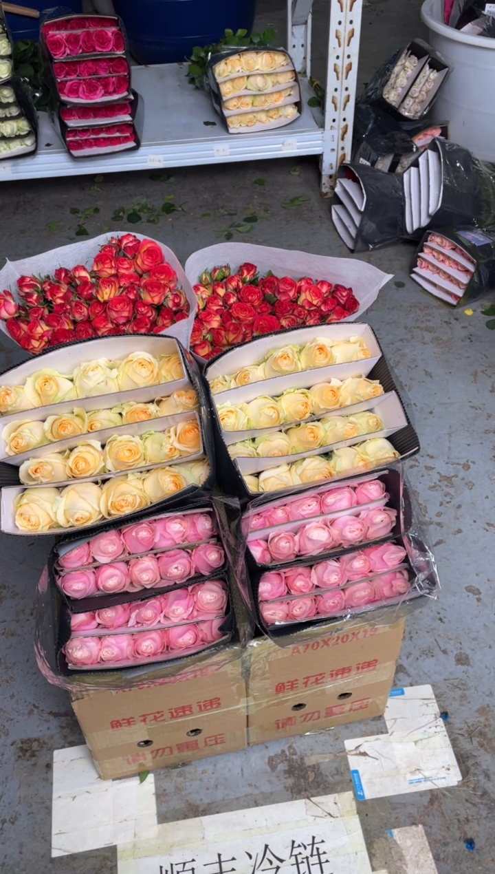 香槟20枝+凯瑟琳20枝+爱丽丝10枝