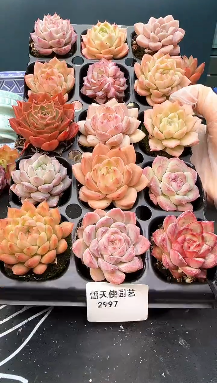 2 997  多肉15   颗