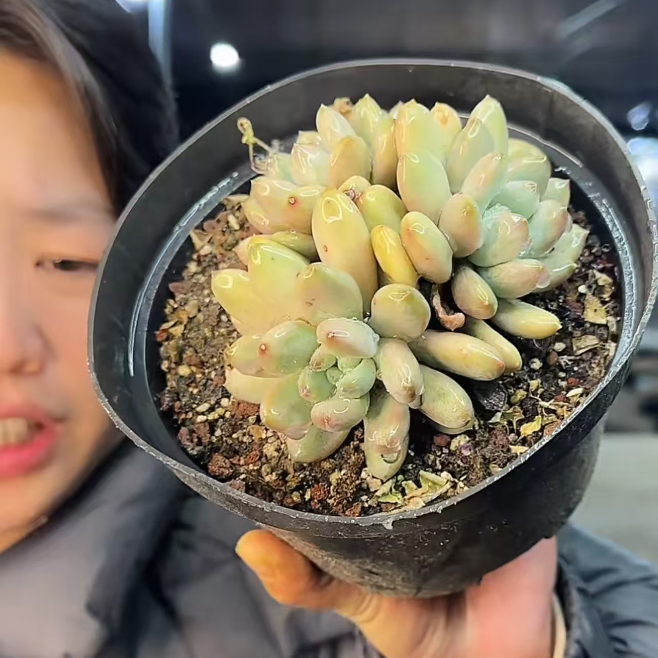 【咖啡豆】 多肉植物 绿植盆栽