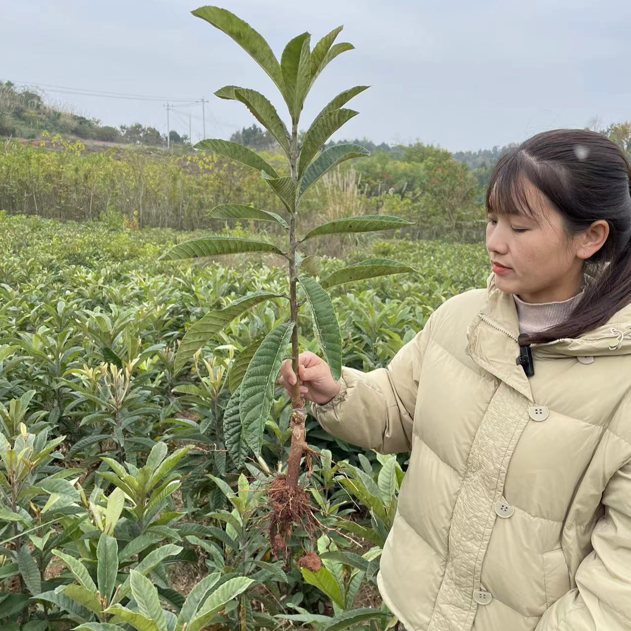 五星琵杷白玉春花庭院植物自己苗圃繁殖确保正宗成都发货价格实惠
