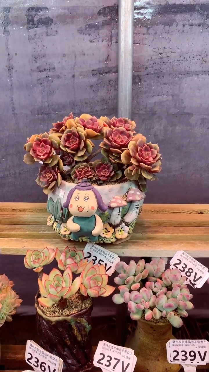 246V 大红袍 (一物一拍实付满28发货，默认不带盆土）