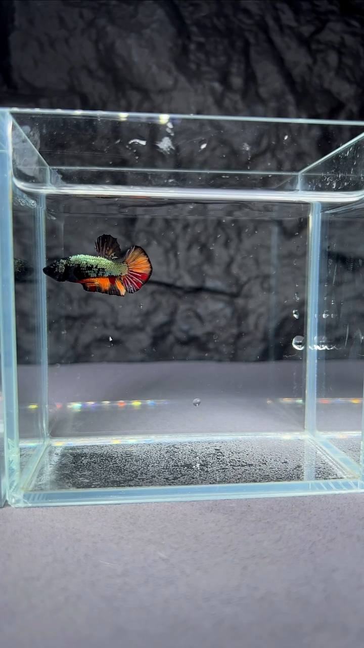 斗鱼竞拍链接A060