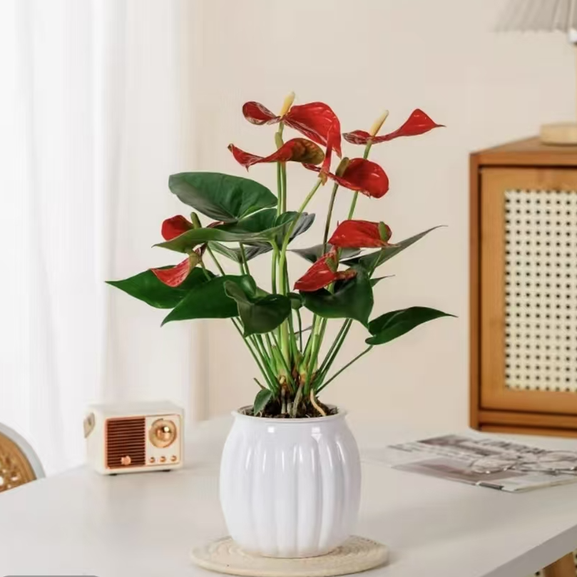 【2-3朵花】红掌盆栽送盆30-40高室内客厅耐荫好养四季开花