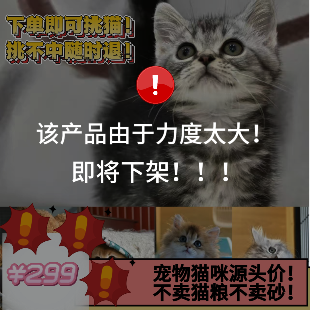 【家养级宠物猫咪】布偶，英短，美短，蓝猫等