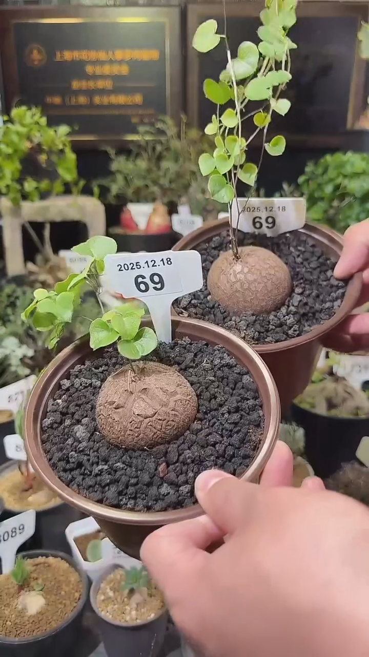 69号1218福利南非龟甲龙买1送1