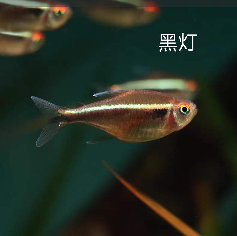 小型热带观赏鱼 黑灯管