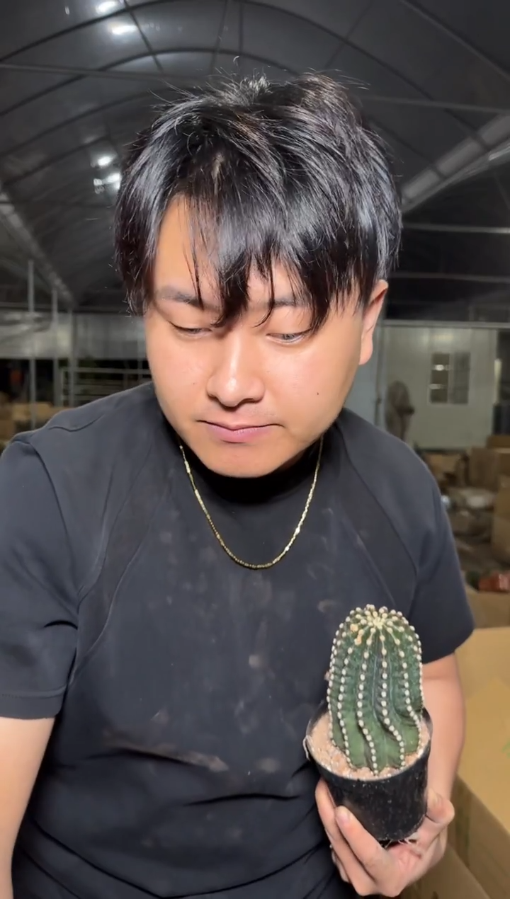 大单头 无刺 黑金刚【带根】