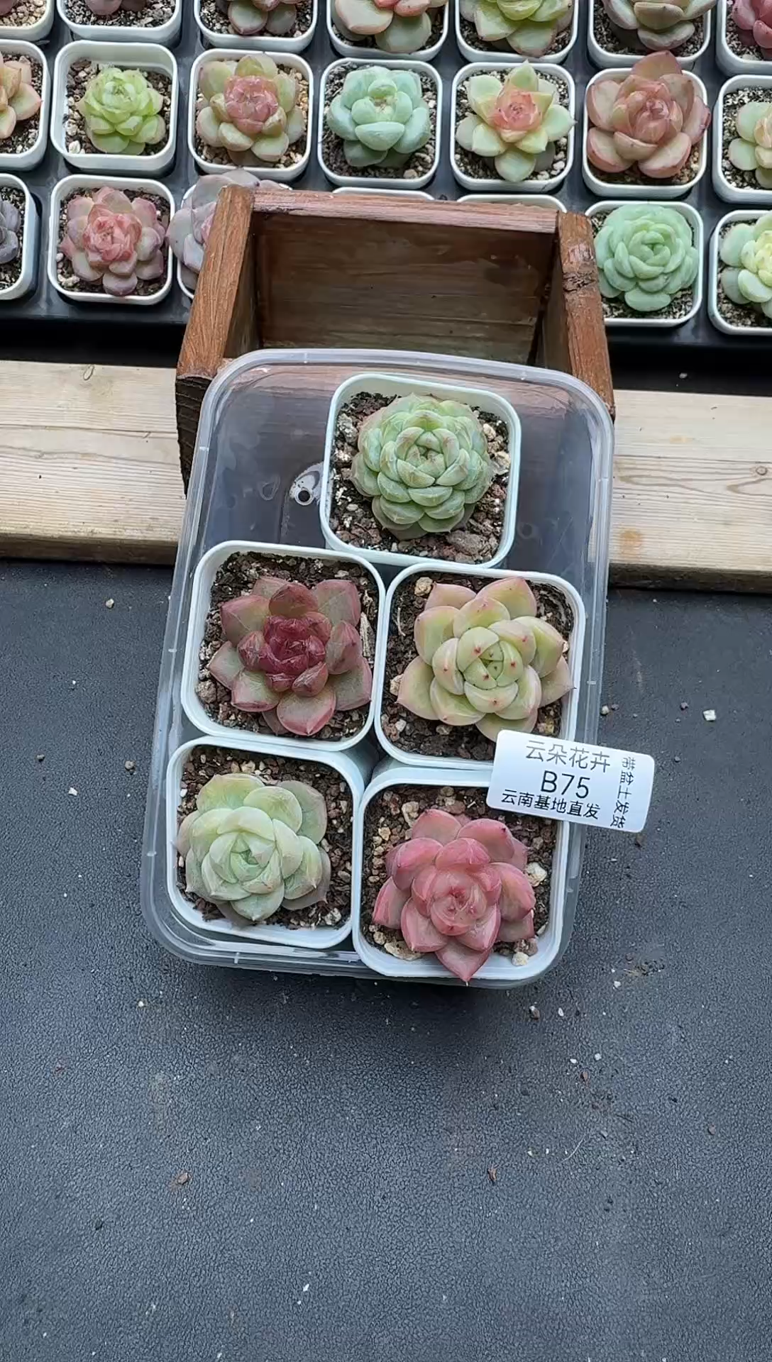 珍妮杂交多肉B75