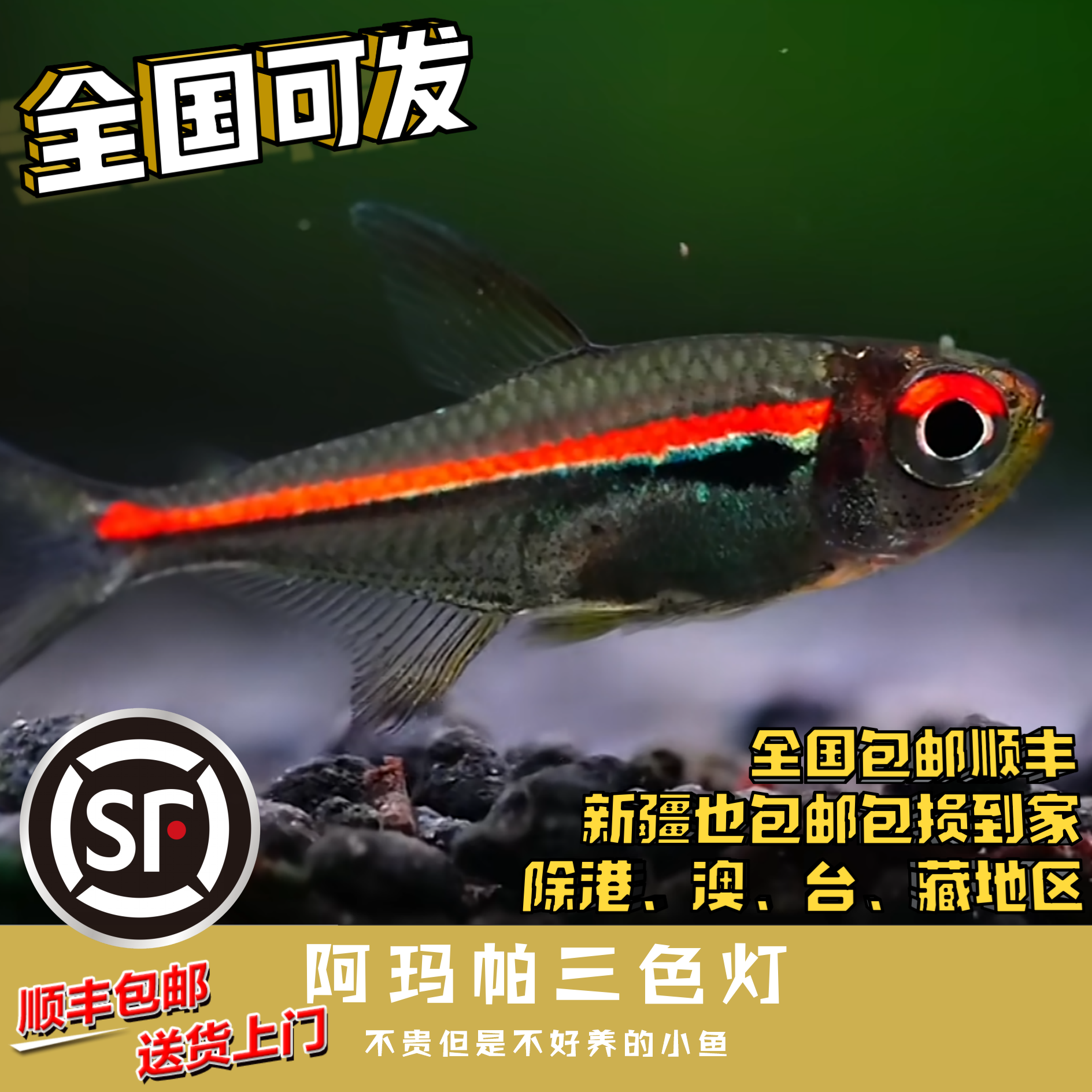 Boo小鱼 阿玛帕三色灯 偏远地区任意三单包顺丰空运