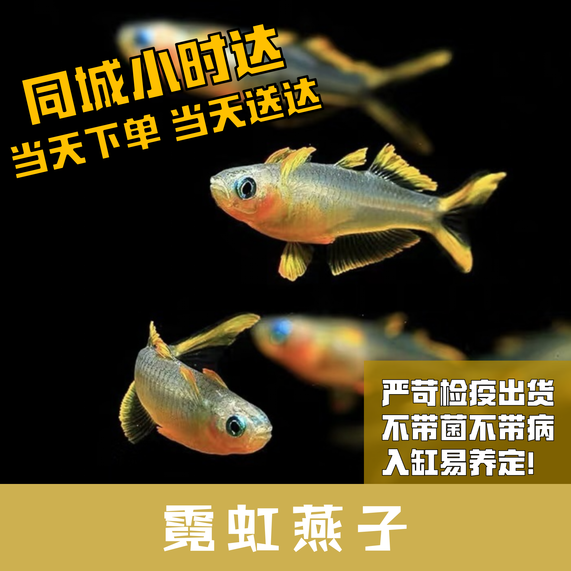 Boo小鱼 霓虹燕子小型灯科鱼