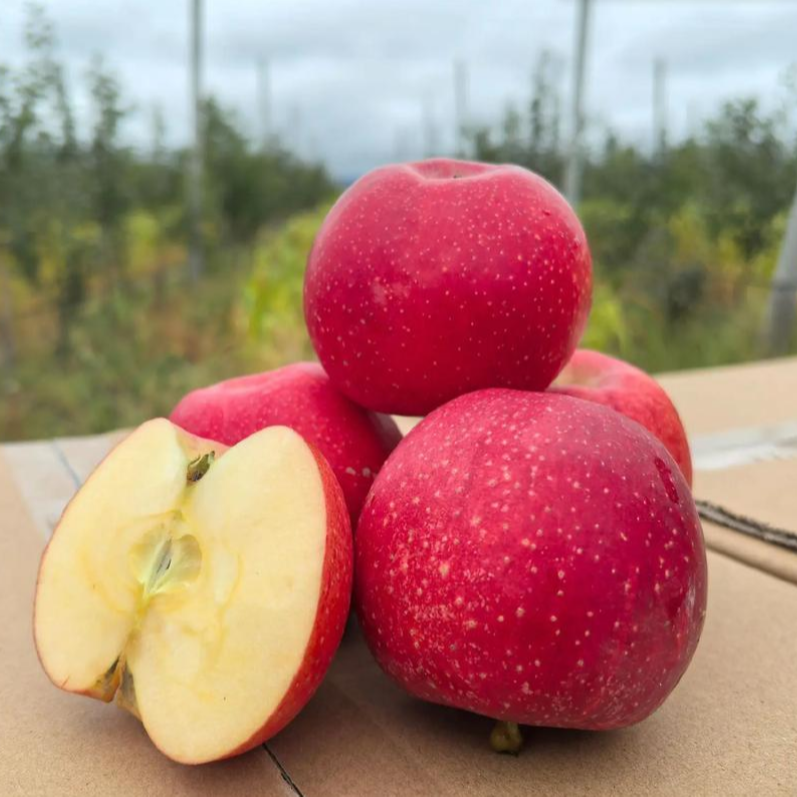西藏林芝高原早熟嘎啦苹果  酸甜可口 汁水多 好吃 美味