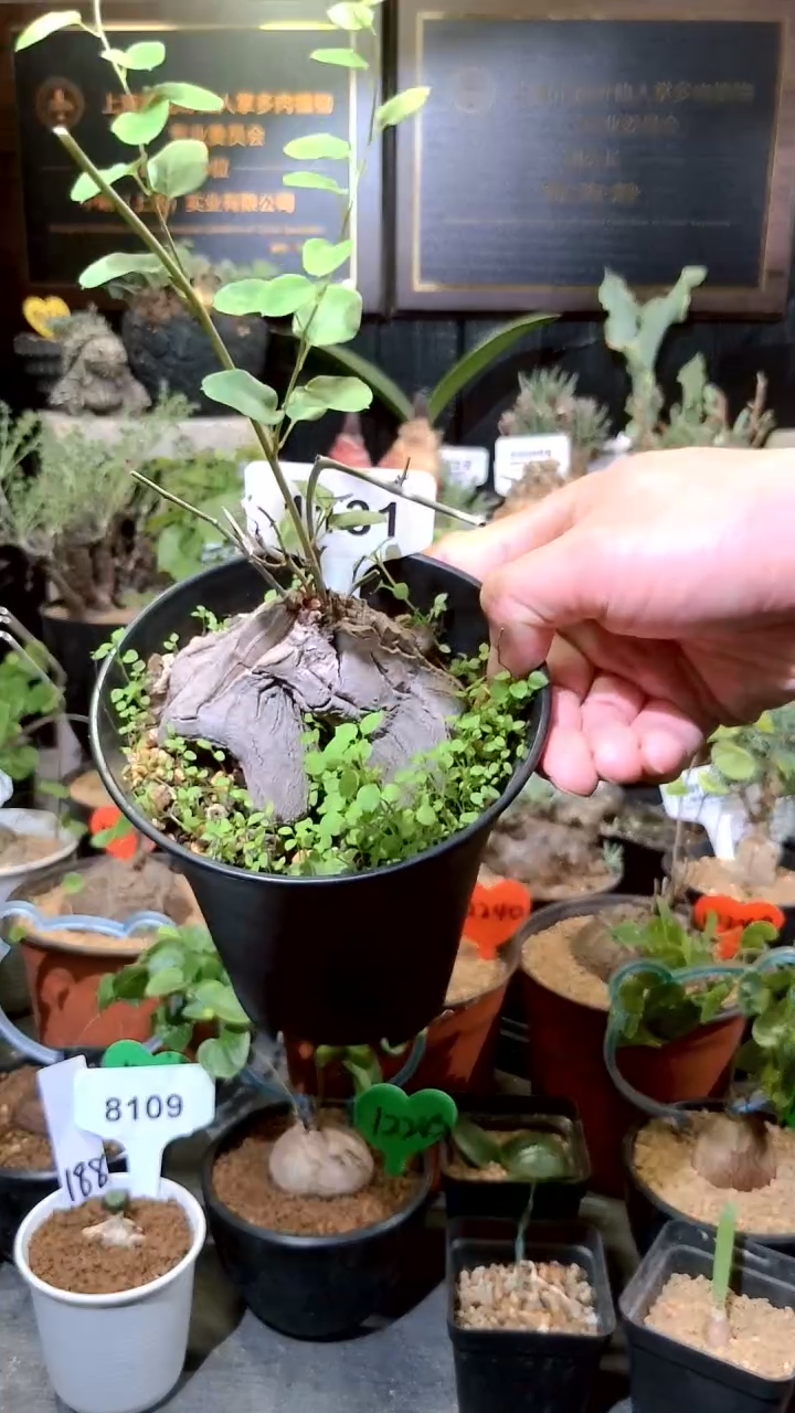 1131号1224甄选单颗半球龟甲龙