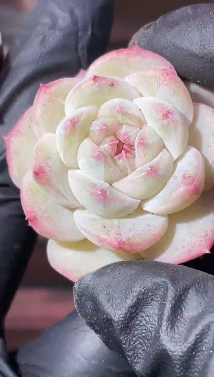 33-7 桃系新珍妮2-3厘米量拍发一颗