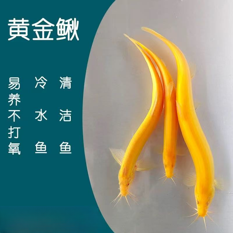 泥鳅金龙鳅观赏鱼冷水淡水鱼清洁缸好养耐活