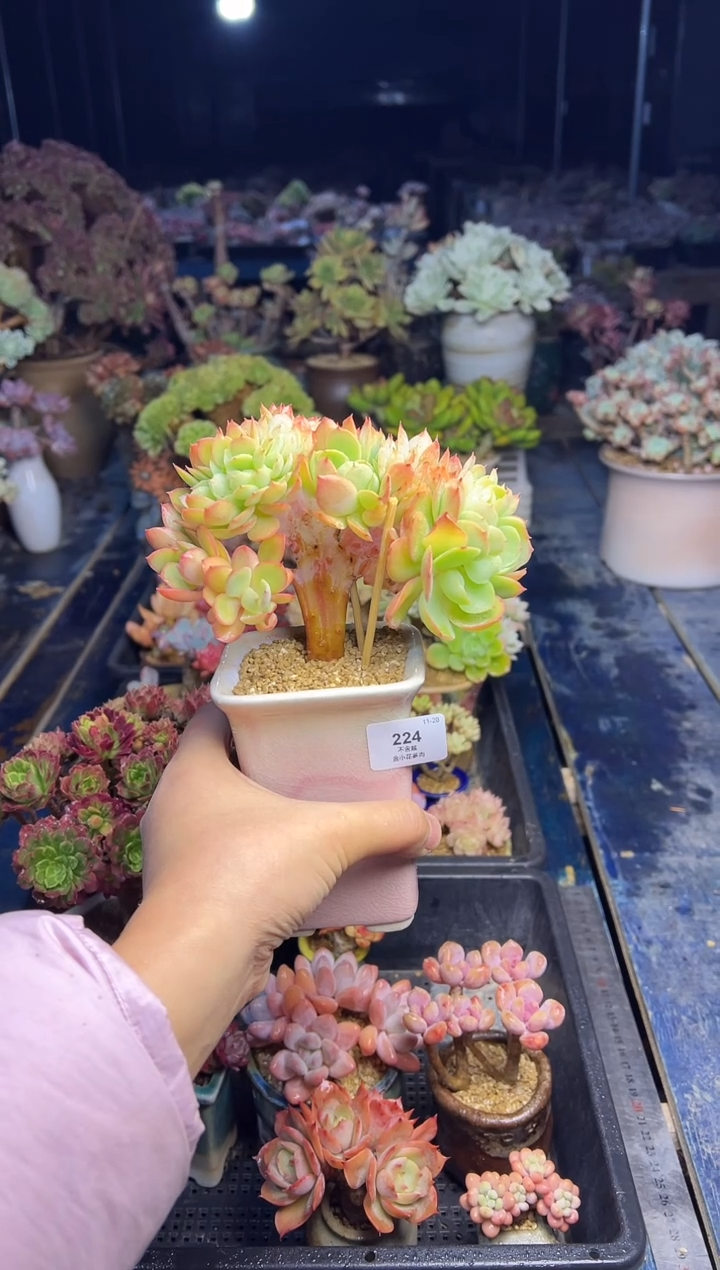 娜*子224             带盆