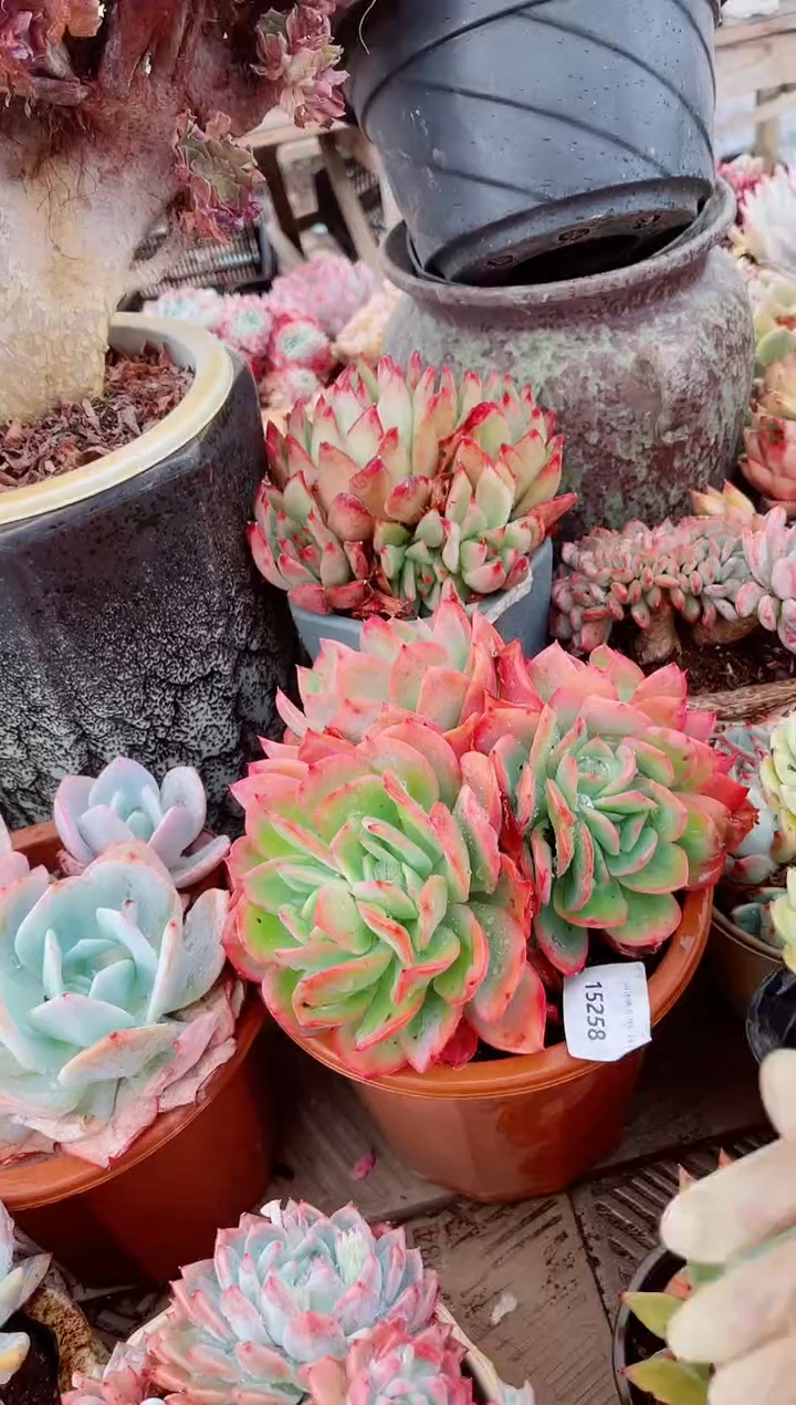 15258多肉植物一物一拍