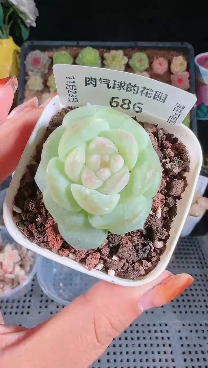 1123-686星月群生不包整
