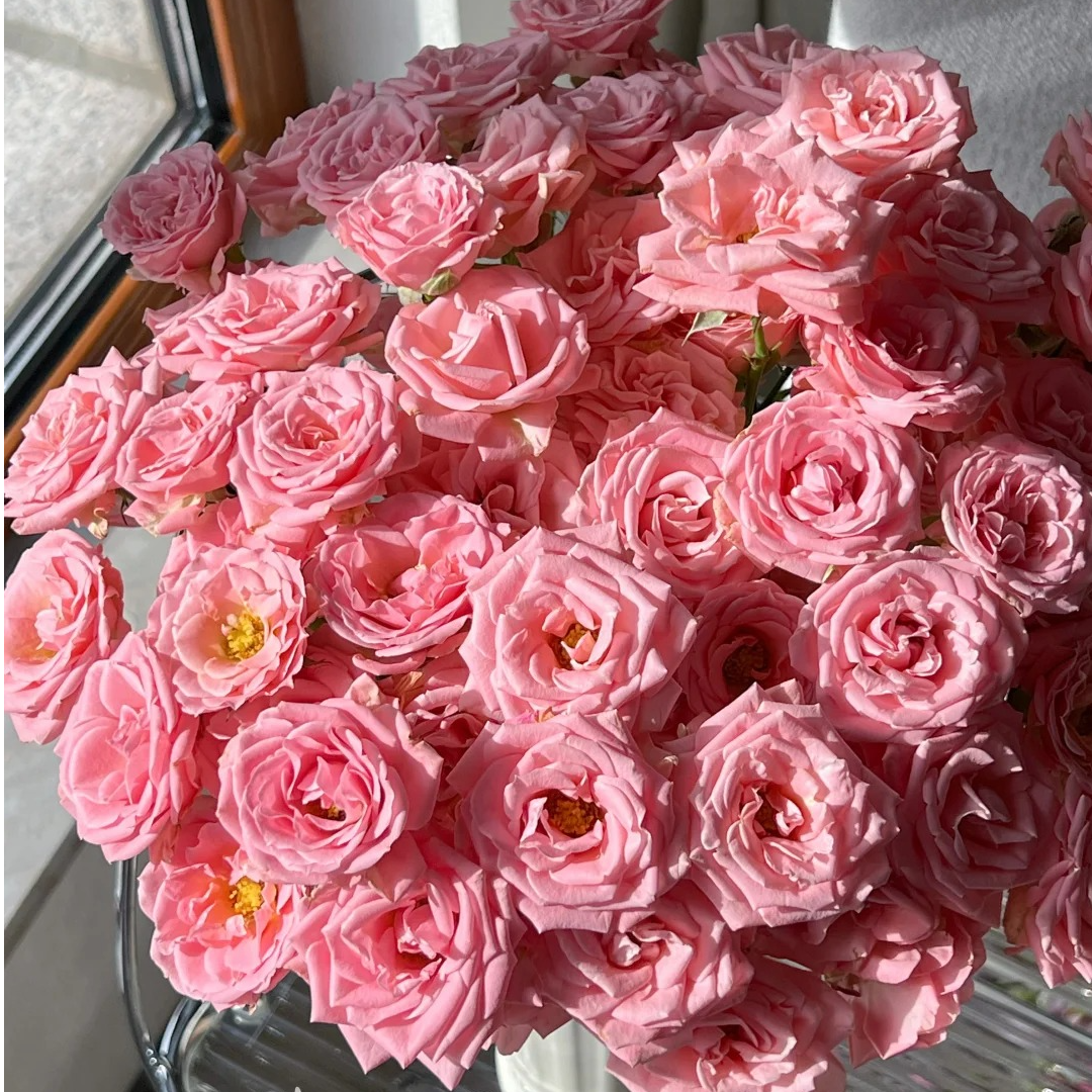 【露露公主】多头泡泡，0度以下未拍保温棉冻伤不售后