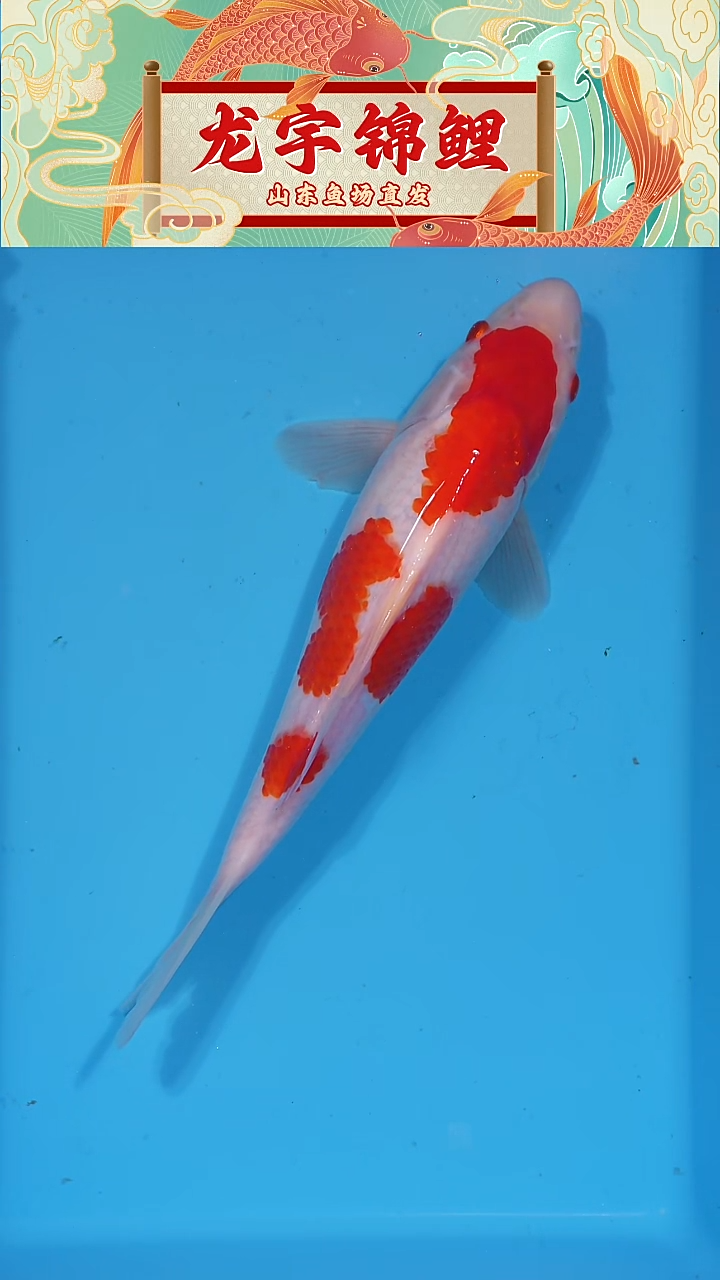 锦鲤2025122904红白28公分