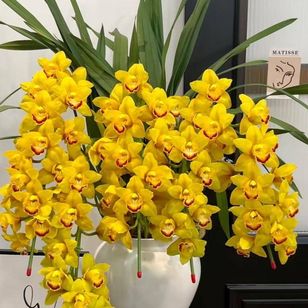 【杨贵妃】大花蕙兰鲜切花 年宵花 超长待机 云南年宵花     