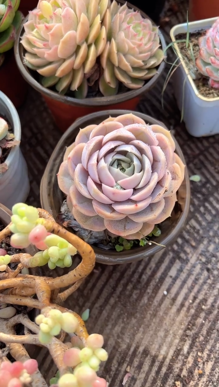 柚**?多肉植物一物一拍02333