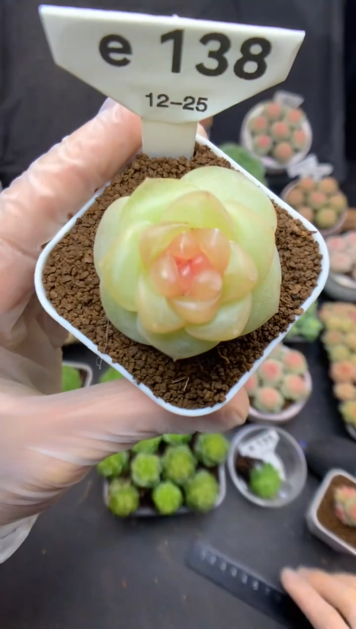 e138 心动 可带盆土 26.8