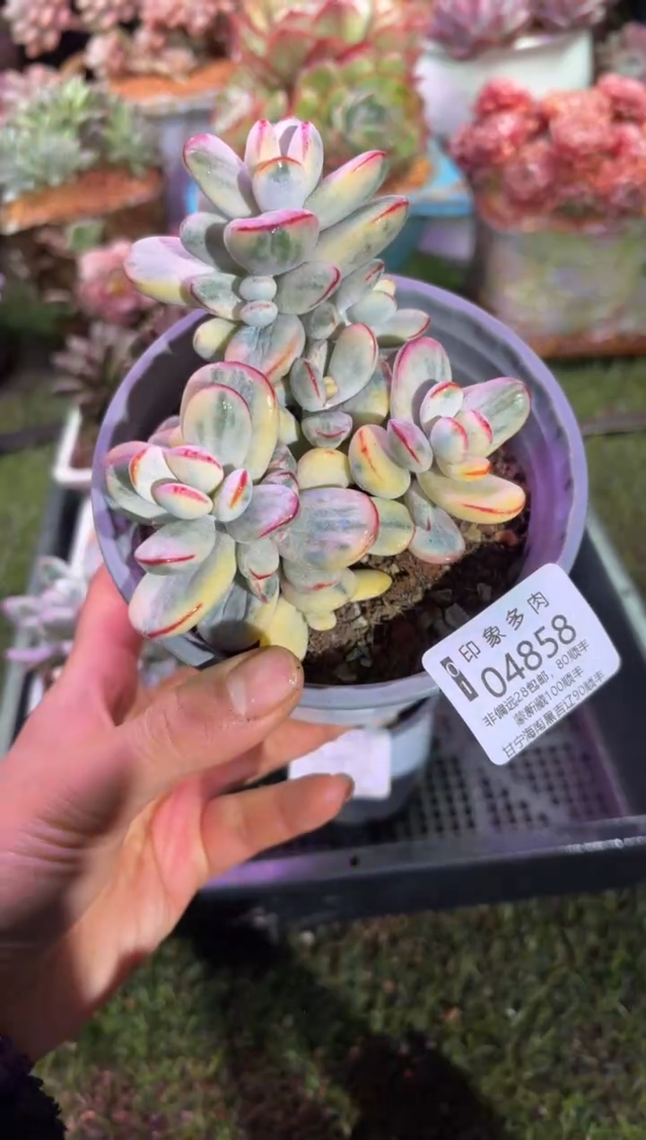 【闪购商品】04858