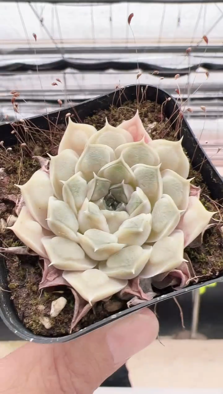 【闪购商品】留财猫-2