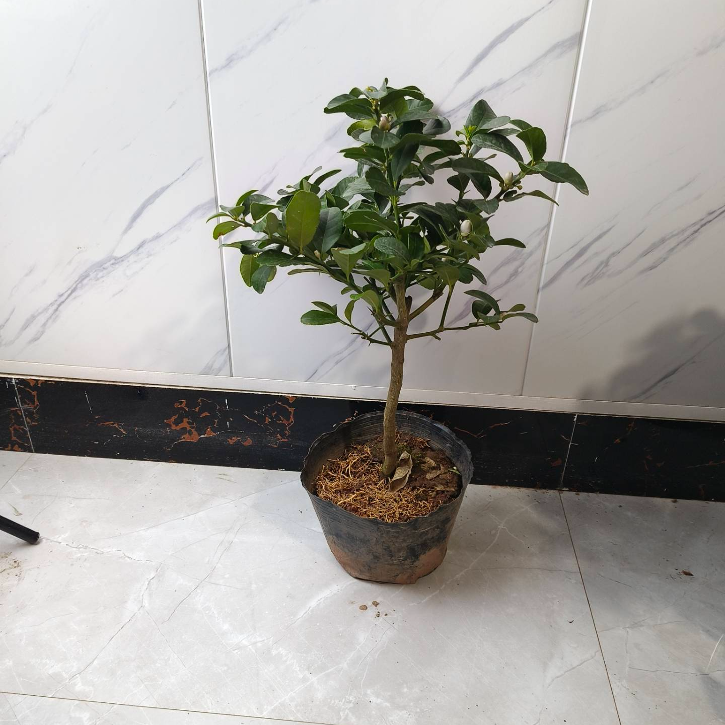 柠檬树苗香水柠檬苗树盆栽