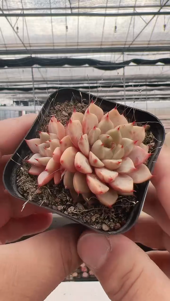 【闪购商品】kit-3