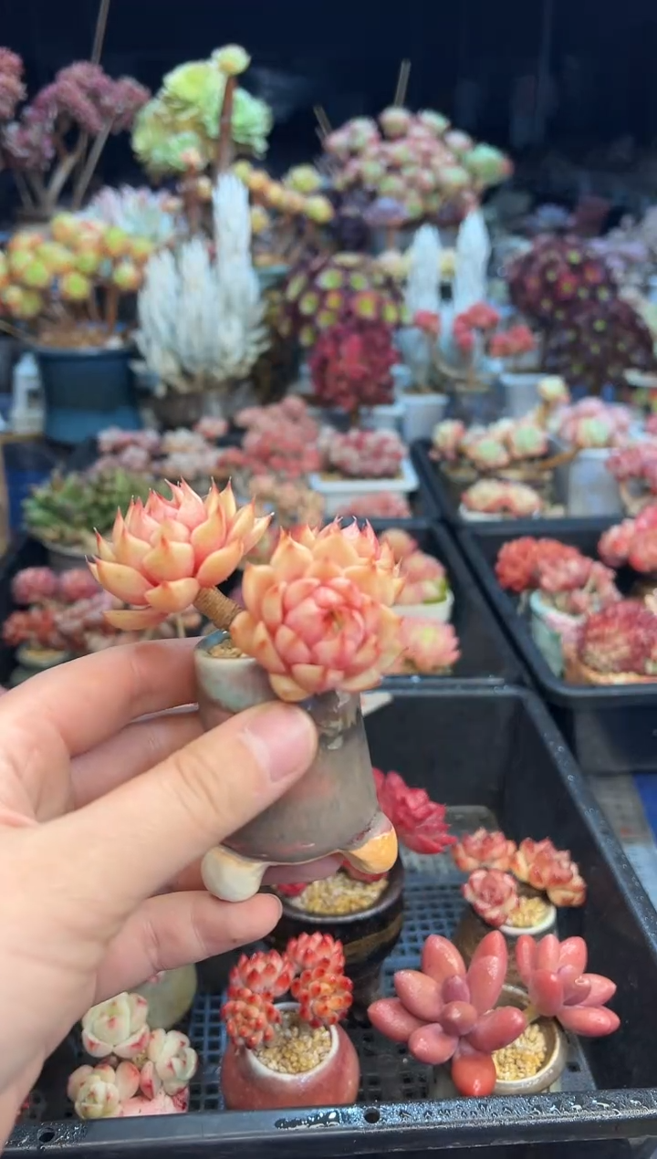 【闪购商品】10不带盆