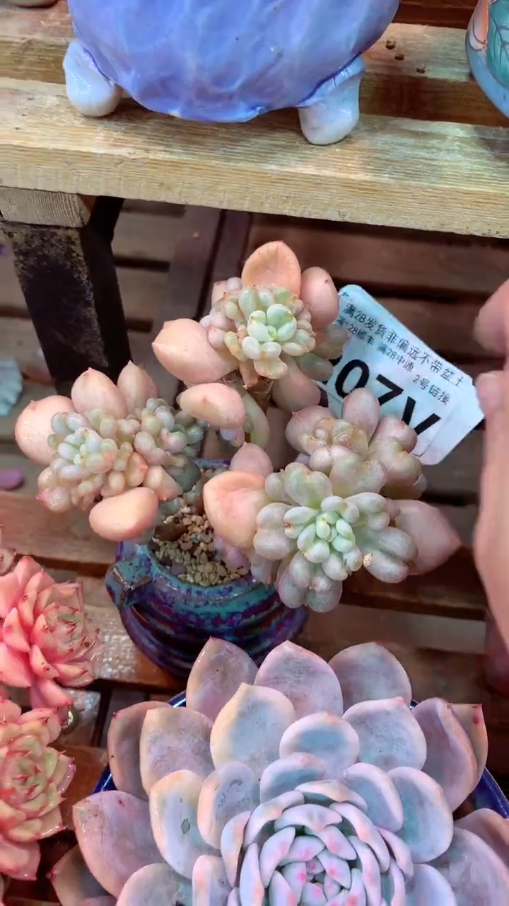 207V  比尔盖茨 （ 一物一拍实付满28发货，默认不带盆土）