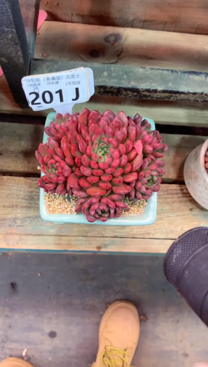 201J（一物一拍，精品多肉，w所见即所得 ）